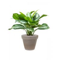 Plant in Pot Aglaonema Silver Bay 80 cm kamerplant in Terra Cotta Grijs 35 cm bloempot - thumbnail