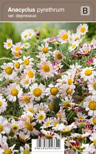 Vips Anacyclus pyrethrum var. depressus - Anacyclus