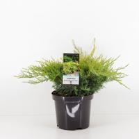 Juniperus pfitzeriana gold coast 35 cm - Warentuin natuurlijk Juniperus pfitzeriana gold coast 35 cm - Warentuin natuurlijk
