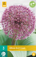 Allium Red Giant - Jub