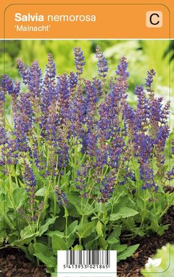 Vips Salvia nemorosa Mainacht - Prachtsalie