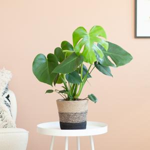 Monstera Deliciosa - Gatenplant - inclusief Jute Pot Zwart- P17