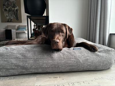 Dog's Companion® Hondenbed muisgrijs giant ribcord large