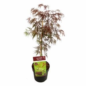 Japanse esdoorn (Acer palmatum "Inaba Shidare") heester - 50-60 cm - 1 stuks