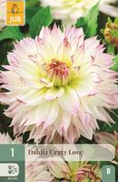 Dahlia crazy love