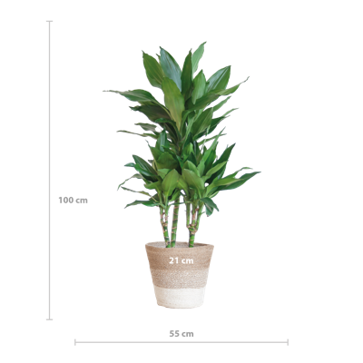 Dracaena Janet Lindt met mand Lissabon wit - 95cm - Ø21