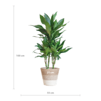 Dracaena Janet Lindt met mand Lissabon wit - 95cm - Ø21