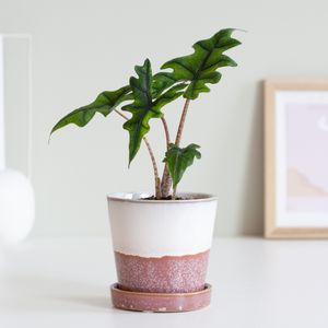 Alocasia Jacklyn - P9