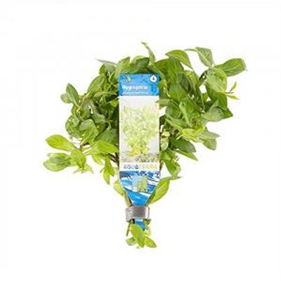 Hygrophila polysperma - 10 stuks - aquarium plant