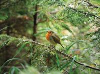 Roodborst 70x50cm Tuinschilderij - Customize it