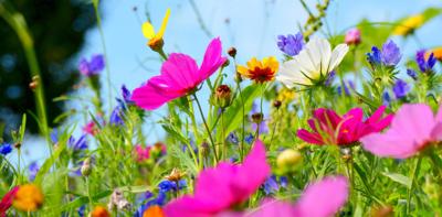 Buitencanvas weidebloemen 118x58 cm Anna's Collection - Annas collection