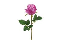 Decostar Rosa Compasion 60 cm paars