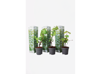 Druiven wit - set van 3