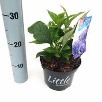 Hydrangea Macrophylla "XS Little Blue" boerenhortensia - thumbnail