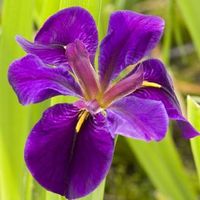 Paarse Japanse iris (Iris “Black Gamecock”) moerasplant (6-stuks) - thumbnail