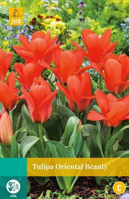 Tulipa Oriental Beauty - Jub