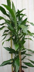 Kamerplant Drakenbloedboom Dracaena Fragrans Donkergroen 120 cm - Warentuin natuurlijk