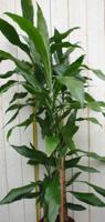 Kamerplant Drakenbloedboom Dracaena Fragrans Donkergroen 120 cm - Warentuin natuurlijk