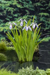 Water iris / Iris laevigata 'Mottled Beauty'