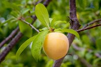 Hoogstam dikke Pruimenboom