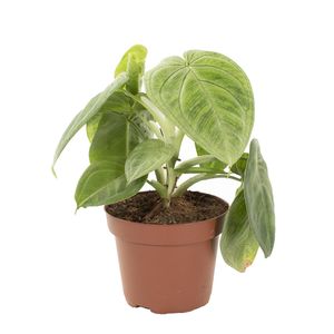 Syngonium Macrophyllum Frosted Heart