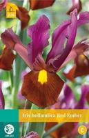 Iris hollandica Red Ember 8 bollen - Jub