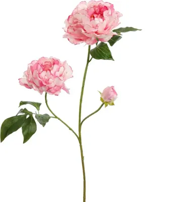 Pure Royal kunsttak pioenroos 80cm crème roze