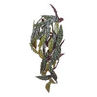 Begonia Maculata kunst hangplant 80cm