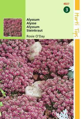 Alyssum Lobularia MarProcumbens Rosie O Day - Hortitops