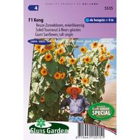 Helianthus Annuus zaden Kong F1 Zonnebloem - thumbnail