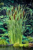 Grote lisdodde / Typha latifolia