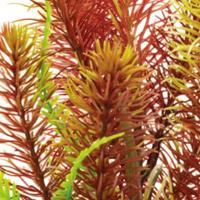 Sf art plant 25 cm myriophyllum red - Superfish