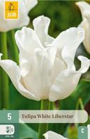 Tulipa white liberstar 5st JUB - Jub