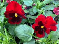 Viooltje donkerrood