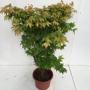 Japanse esdoorn (Acer palmatum "Osakasuki") heester - 100-125 cm - 1 stuks