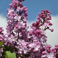 Sering op stam 85 cm (syringa vulgaris "Paul Deschanel") - thumbnail