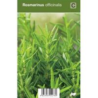 Rozemarijn (rosmarinus officinalis) kruiden - 12 stuks - thumbnail