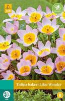 Tulipa bakeri Lilac Wonder 8 bollen - Jub