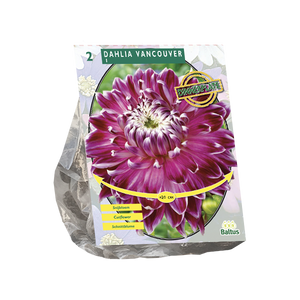 Dahlia