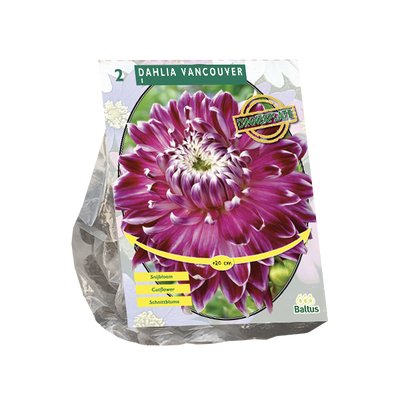 Dahlia