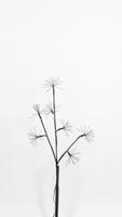 Led Firework Branch 60Cm/7X20Led Classic Black Branch - 4,5V - Annas collection