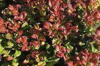 Leucothoe