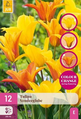 Tulp Vendeeglobe 12 bollen colour change