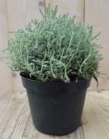 Heiligenbloem Santolina Cipressenkruid Kruiden Warentuin Natuurlijk - Warentuin natuurlijk