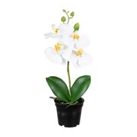Orchidee bloemen kunstplant op plug - bloemen/bloemetjes - wit/groen - H33 cm - thumbnail