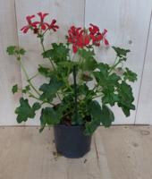 3 stuks! Perkplant Oostenrijkse geranium hangplant rood Pelargonium Warentuin Natuurlijk - Warentuin natuurlijk