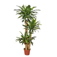 Dracaena fragrans 155 cm - Buitengewoon de Boet