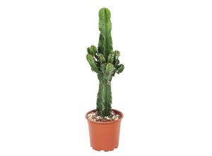 Euphorbia Eritrea Cactus - 45-55cm