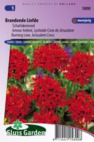 Lychnis Chalcedonica zaden Brandende Liefde