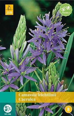 Camassia leichtlinii Caerulea 2 bollen - Jub